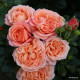 CORAL LIONS-ROSE®